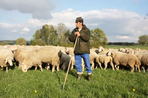 Demo: Rettet die Schafhaltung!