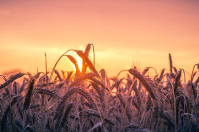 aktuelles-aktuelles_2018-fusion_bayer_monsanto_288.jpg