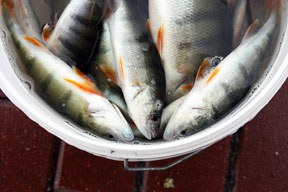 Fish Dependence Day 2018: Bericht der New Economics Foundation