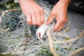 Fish Dependence Day 2018: Meere weiterhin überfischt