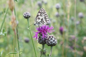 Insektensterben: Der stumme Frühling?