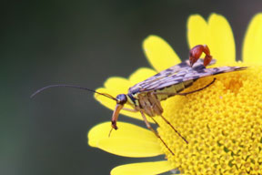 aktuelles-aktuelles_2018-1_ins_pod_fliege_288.jpg