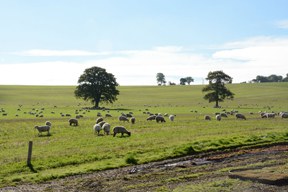 Kommentar: Warum Landwirtschaft Tierhaltung braucht