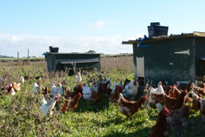 aktuelles-aktuelles_2018-chickenonly-w1200-h900-288x192.jpg