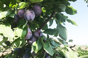 Neuer Arche-Passagier: die Bühler Frühzwetschge