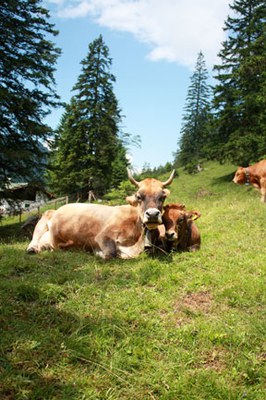 Slow Food fordert EU zum Umbau der Tierhaltung auf