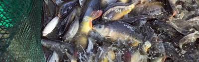 Slow Food Wurzeltour: Karpfen – vom Teich auf den Teller
