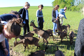 aktuelles-aktuelles_2018-besuch-beim-kacsehof-landolfshausen-.jpg