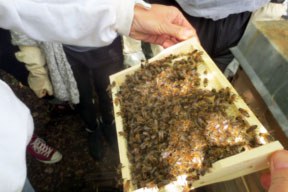 aktuelles-aktuelles_2018-bienen_hype_288_3.jpg