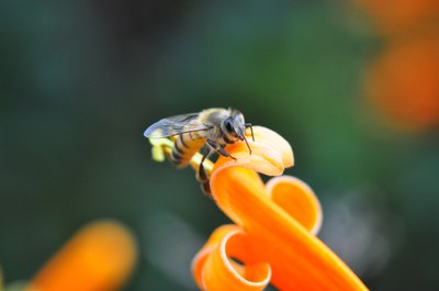 Bienentag mit Auftakt zum Volksbegehren Artenschutz in Baden-Württemberg