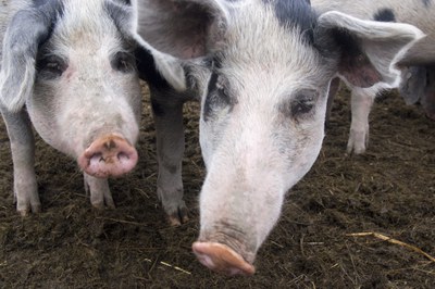 Ferkelkastration mit Isofluran schadet Tier, Mensch und Umwelt Ferkelkastration mit Isofluran schadet Tier, Mensch und Umwelt