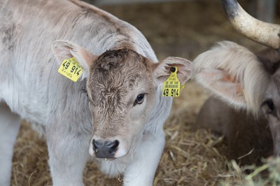 Neue Studie zeigt: Es gibt sie doch – die gute Milch Neue Studie zeigt: Es gibt sie doch – die gute Milch