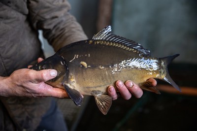 Am Beispiel Fisch: Mehr Mut zur Vielfalt! Am Beispiel Fisch: Mehr Mut zur Vielfalt!