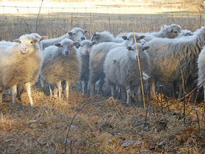Alte Schafrasse: Slow Food nimmt die Skudde in die ‚Arche des Geschmacks‘ auf Alte Schafrasse: Slow Food nimmt die Skudde in die ‚Arche des Geschmacks‘ auf