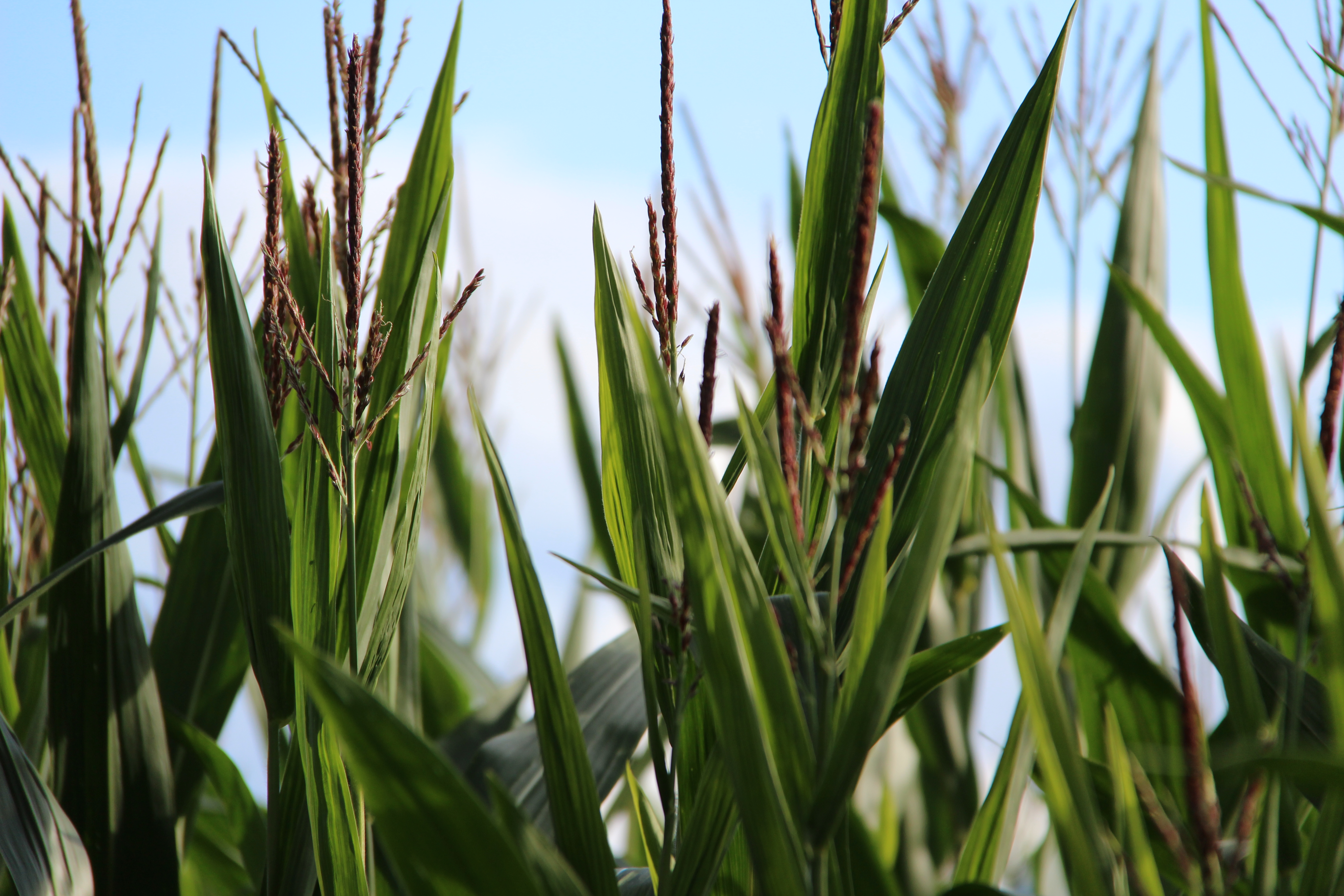 Landwirtschaft: Risiken der Ausbreitung gentechnisch veränderter