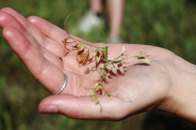 Mit Slow Food Youth durch den Sommer Mit Slow Food Youth durch den Sommer
