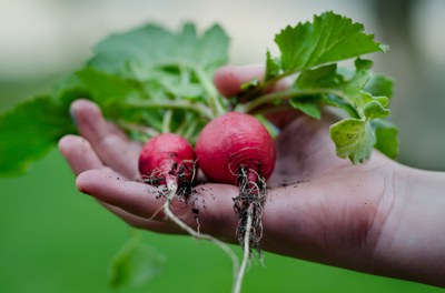Rezept-Tipps aus dem Netzwerk: Frühlingssalat vom Radieschen, Rettich und Kohlrabi mit Kürbiskernen Rezept-Tipps aus dem Netzwerk: Frühlingssalat vom Radieschen, Rettich und Kohlrabi mit Kürbiskernen