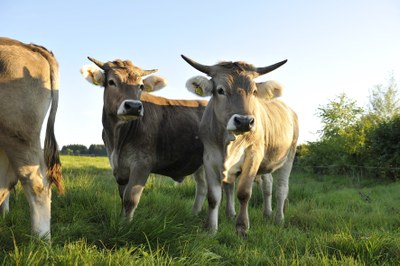 Slow Food erarbeitet Qualitätskriterien für Rindfleisch Slow Food erarbeitet Qualitätskriterien für Rindfleisch