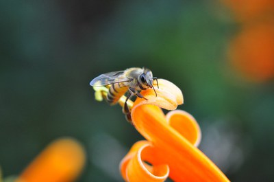 Weltbienentag: Ein Hoch auf die Bienen und andere Bestäuber