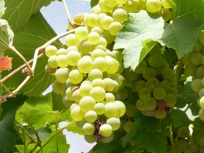 Die Arche-Kommission im Gespräch mit Weinexpert*innen Die Arche-Kommission im Gespräch mit Weinexpert*innen