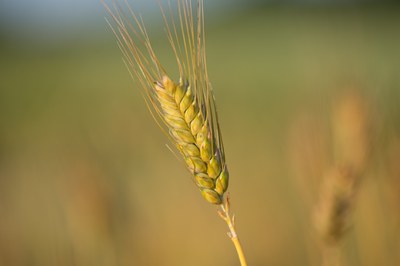 Echter Binkelweizen „wächst“ ab sofort in der Arche des Geschmacks Echter Binkelweizen „wächst“ ab sofort in der Arche des Geschmacks