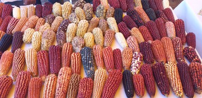Ein interkultureller Blick auf das Lebensmittel Mais - Abschlussveranstaltung des Projektes "Edible Connections"