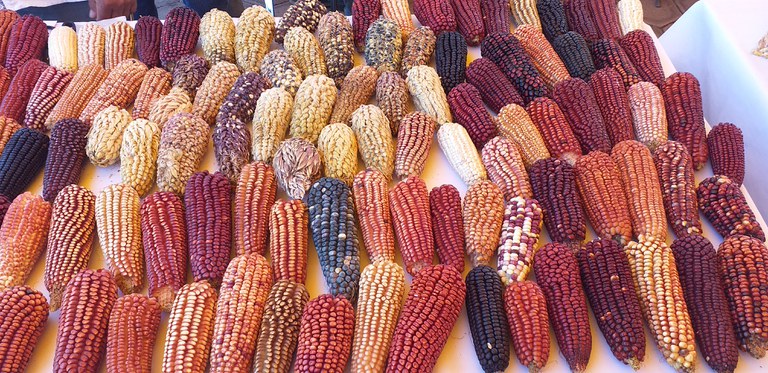 Ein interkultureller Blick auf das Lebensmittel Mais - Abschlussveranstaltung des Projektes "Edible Connections" Ein interkultureller Blick auf das Lebensmittel Mais - Abschlussveranstaltung des Projektes "Edible Connections"