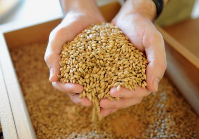 Getreide fest und flüssig: Brot und Bier Online-Verkostung Getreide fest und flüssig: Brot und Bier Online-Verkostung
