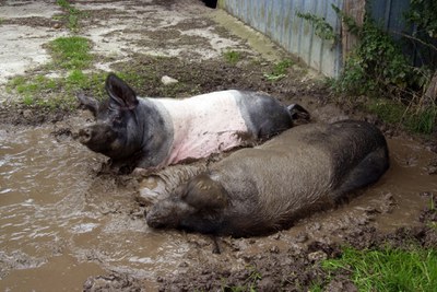 Meilenstein für faire Tierhaltung: EU-Kommission verkündet historisches Bekenntnis zum Verbot von Käfigen für Nutztiere Meilenstein für faire Tierhaltung: EU-Kommission verkündet historisches Bekenntnis zum Verbot von Käfigen für Nutztiere