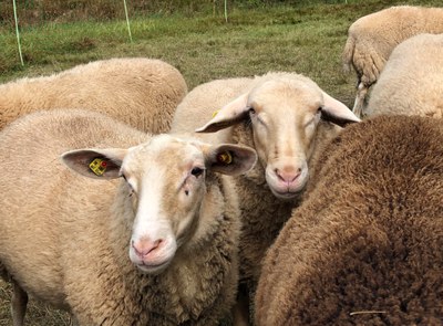 Neuer Passagier der Arche: Das Leineschaf – der „Pfennigsucher" Neuer Passagier der Arche: Das Leineschaf – der „Pfennigsucher"
