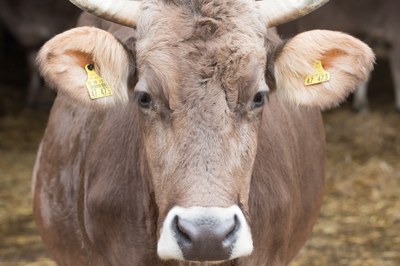 Neues Positionspapier: Fairer Umgang mit landwirtschaftlich genutzten Tieren Neues Positionspapier: Fairer Umgang mit landwirtschaftlich genutzten Tieren