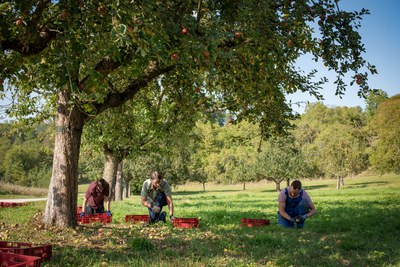 Vielfalt auf der Wiese, Vielfalt im Glas: Streuobst kann mehr als nur Saft Vielfalt auf der Wiese, Vielfalt im Glas: Streuobst kann mehr als nur Saft