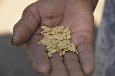 Warum Saatgut für Slow Food ein Top-Thema ist - 5 Gründe