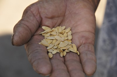 Warum Saatgut für Slow Food ein Top-Thema ist - 5 Gründe Warum Saatgut für Slow Food ein Top-Thema ist - 5 Gründe