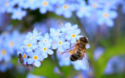 Erfolg für die EU-Bürgerinitiative "Bienen und Bauern retten!"