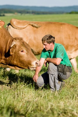 Neue Slow-Food-Studie zeigt Potential von Rindern als Dreinutzungstier auf