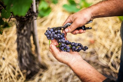 Weinlese 2022: Hitzejahrgang mit halbem Happyend Weinlese 2022: Hitzejahrgang mit halbem Happyend