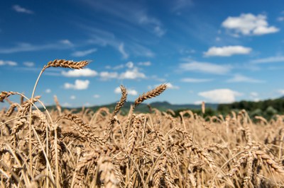Weizen Ernte 2022 – ein Appell aus aktuellem Anlass!