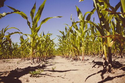Vorhaben der EU-Kommission zu neuen GVO stellt die Interessen der Agrarindustrie über die von Landwirtschaft, Umwelt und Verbraucher*innen Vorhaben der EU-Kommission zu neuen GVO stellt die Interessen der Agrarindustrie über die von Landwirtschaft, Umwelt und Verbraucher*innen