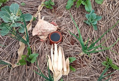 Slow-Food-Gärten in Afrika: nachhaltige Wasserbewirtschaftung mit Terrakotta-Gefäßen Slow-Food-Gärten in Afrika: nachhaltige Wasserbewirtschaftung mit Terrakotta-Gefäßen