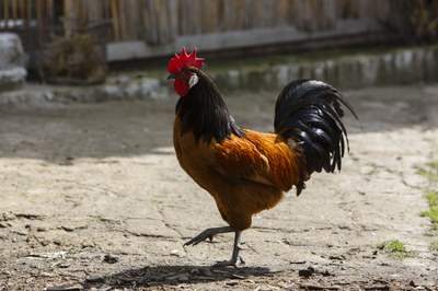 Verbände-Bündnis geht Ursachen für zu hohen Antibiotikaeinsatz in der industriellen Tierhaltung an Verbände-Bündnis geht Ursachen für zu hohen Antibiotikaeinsatz in der industriellen Tierhaltung an