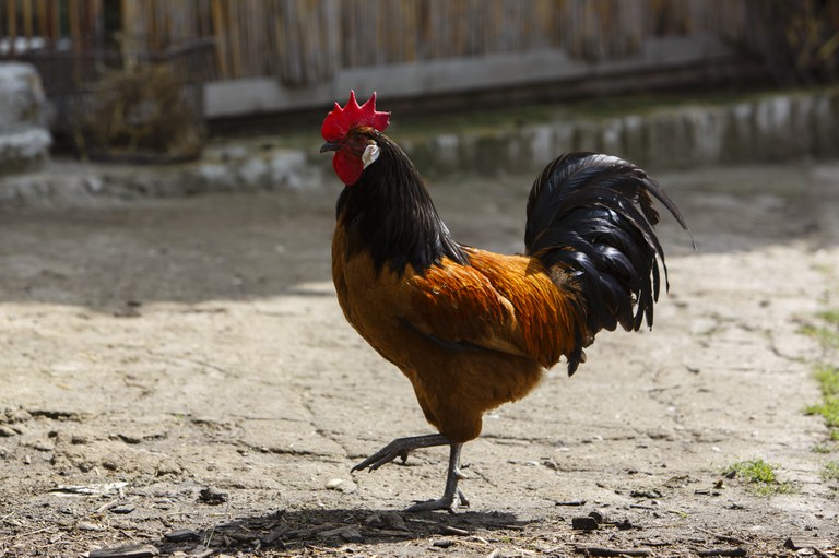 Verbände-Bündnis geht Ursachen für zu hohen Antibiotikaeinsatz in der industriellen Tierhaltung an Verbände-Bündnis geht Ursachen für zu hohen Antibiotikaeinsatz in der industriellen Tierhaltung an
