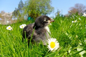 arche-1_augsburger_huhn_2_288.jpg