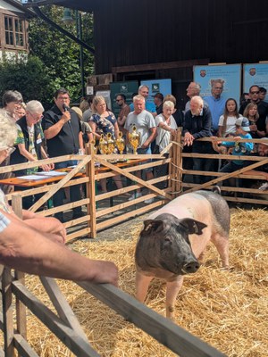  Schwäbisch-Hällisches Landschwein (c) Julia Mittermeier