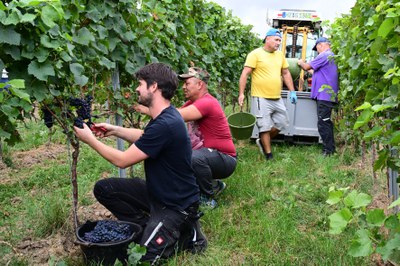 Weinlese im rheinhessischen Weinolsheim (c) Deutsches Weininstitut