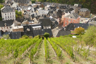 Rebstockpatenfest 2026 im Weingut Böcking: Feiern im Steillagen-Weinberg