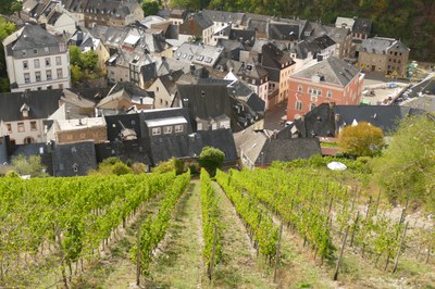 Blick aus dem Steillagen-Weinberg auf Traben-Trarbach Reihen von Rieslingreben am steilen Hang, darunter die Schieferdächer der Altstadt von Traben-Trarbach.