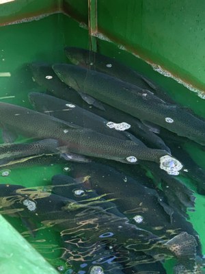 Tag der Fische 2026, lebende Regenbogenforellen im Zuchtbecken des Forellenhofs Benecke © Slow Food Deutschland Lebende Regenbogenforellen dicht gedrängt in einem grünen Zuchtbecken
