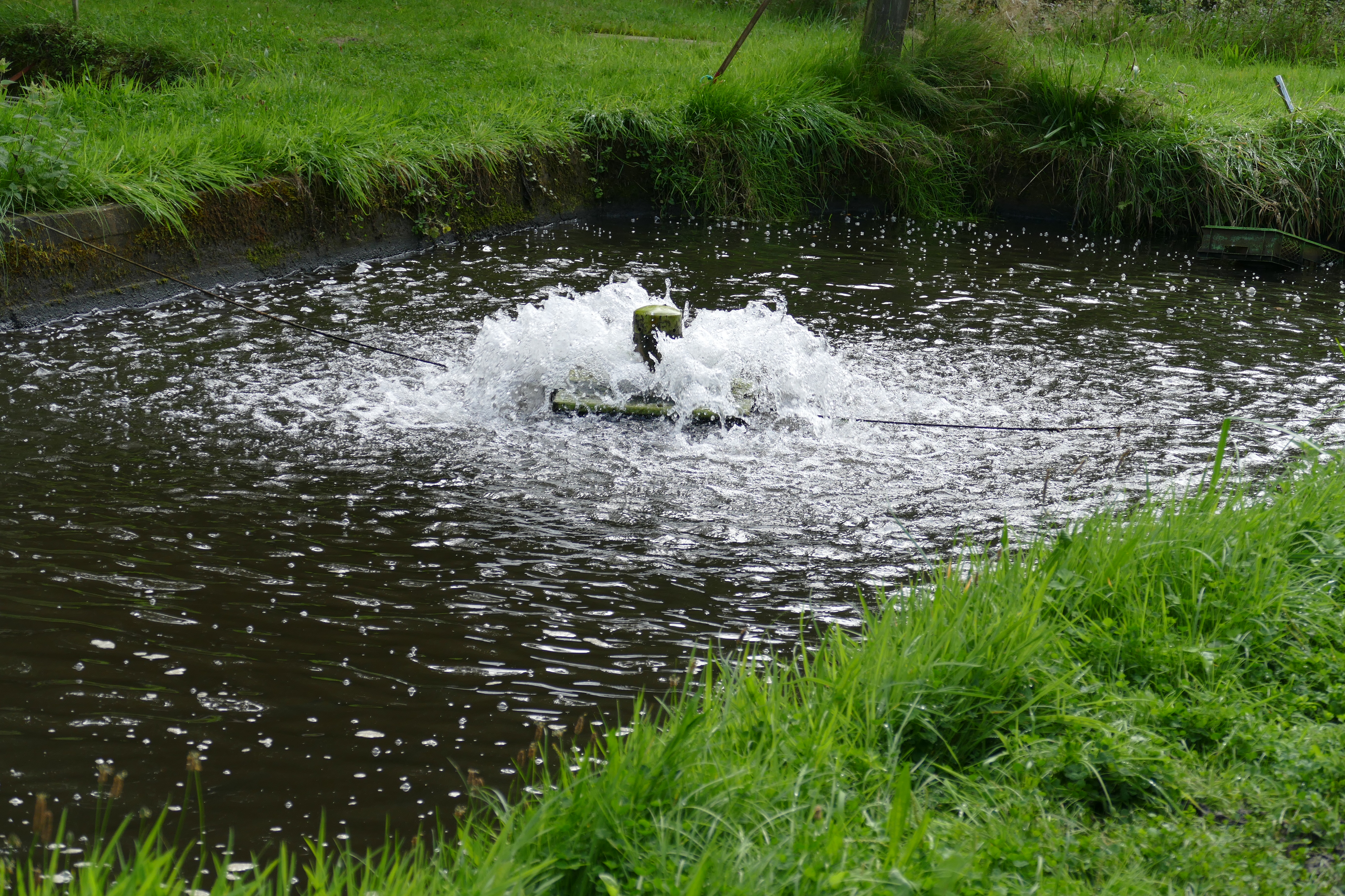 Tag der Fische 2026_12 (c) Frank Buchholz.JPG