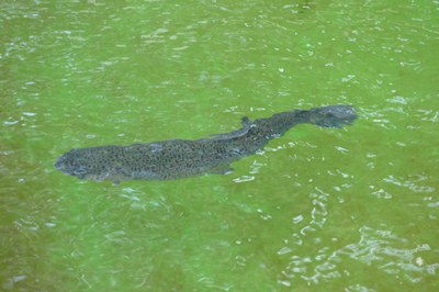 Tag der Fische 2026, Regenbogenforelle nah unter der Wasseroberfläche © Frank Buchholz Einzelne Regenbogenforelle schwimmt nah unter der Wasseroberfläche